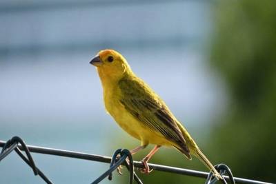 Morador é condenado por manter ilegalmente aves silvestres em cativeiro na Serra Catarinense 
