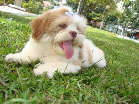 'Autoexame' também é importante na prevenção de tumores mamários em pets