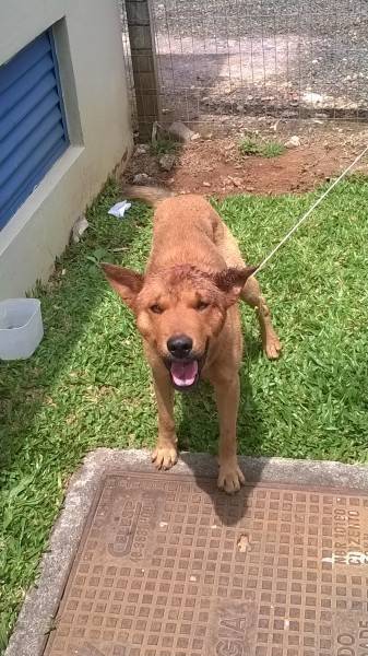 Animal encontrado no bairro Próspera