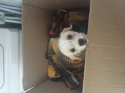 Animal para doação - Sem Nome