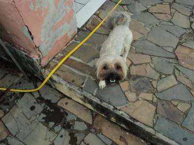 Procura-se Mel