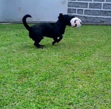 Animal para doação - Thor 