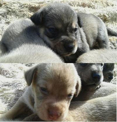 Animal para doação - Cachorrinhos Bonitos