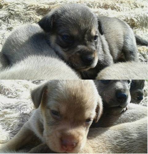 Animal para doação - Cachorrinhos Bonitos