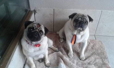 Procura-se Tequila E Romeu