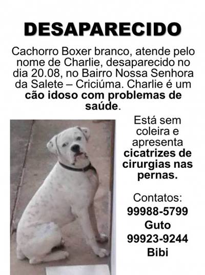 Cachorro desaparecido em Criciúma 