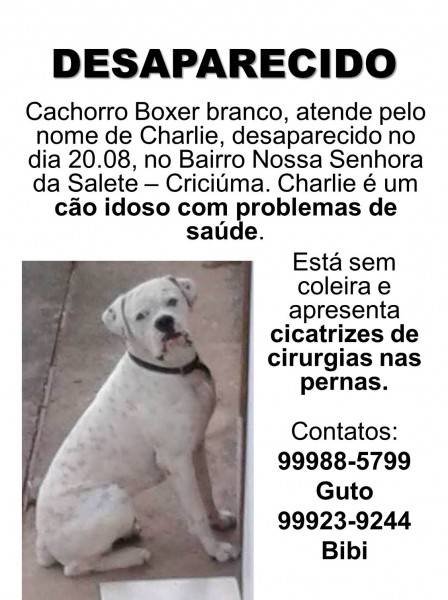 Cachorro desaparecido em Criciúma 