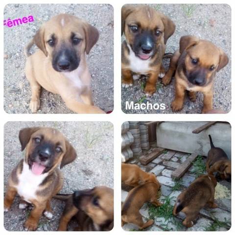 Animal para doação - Filhotes De Rua