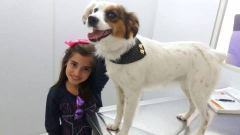 Mutirão de castração de cães e gatos neste sábado a preço de custo