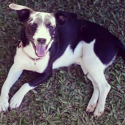 Procura-se Lupy