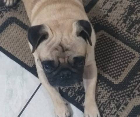Animal encontrado no bairro Wosocris