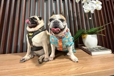 Focinhos achatados: encontro de Pugs e Buldogues movimenta Criciúma neste sábado