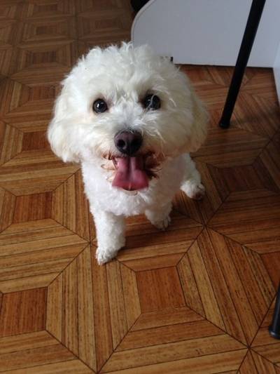 ADOTADA - Animal encontrado no bairro Santa Bárbara