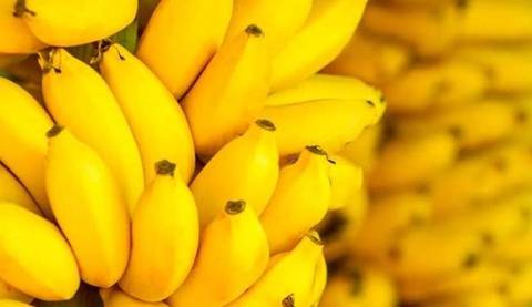 Produtores de bananas orgânicas no Sul do estado recebem equipamentos 