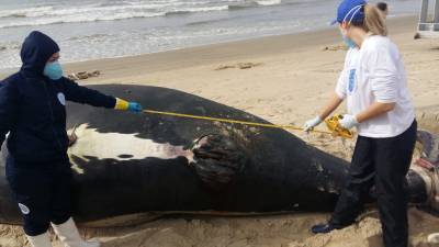 Filhote de baleia-franca estava morto antes de encalhar em Laguna