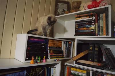 Saiba como transformar o ambiente para os gatos