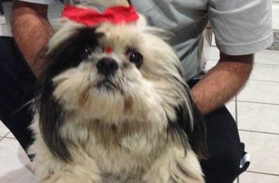 Animal encontrado no bairro Primeira Linha