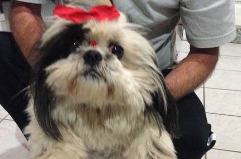 Animal encontrado no bairro Primeira Linha