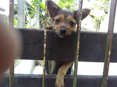 Animal para doação - Keit