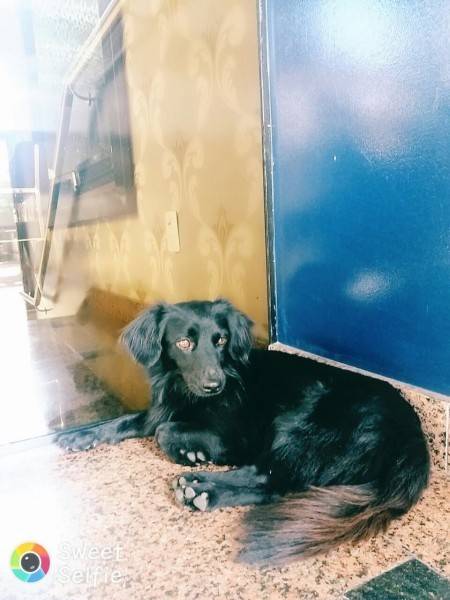 Animal encontrado no bairro Centro