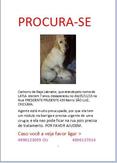 Cachorra desaparecida