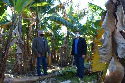 Prefeito e Defesa Civil Municipal visitam agricultores para verificar situação dos bananais