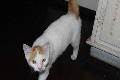 Animal encontrado no bairro Centro