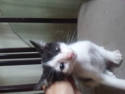 Animal para doação - 