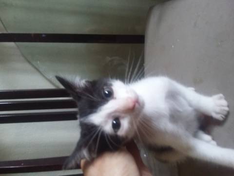 Animal para doação - 