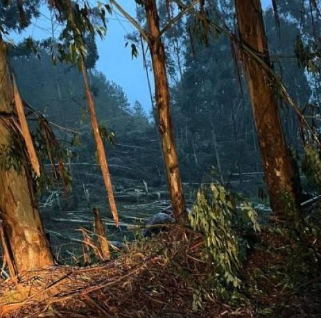 Santa Catarina: Defesa Civil confirma tornado no oeste do Estado