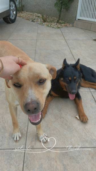 Animal para doação - Dougie E Cindy