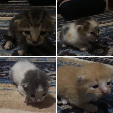 Animal para doação - Doação De Gatinhos