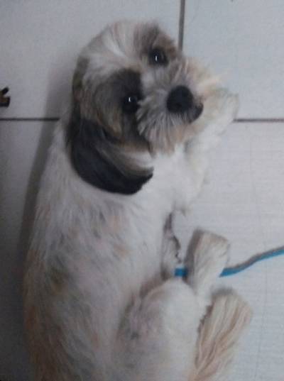 Animal encontrado no bairro Santa Barbara