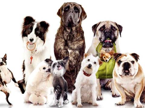 Quais as melhores raças de cães para ter em apartamento?