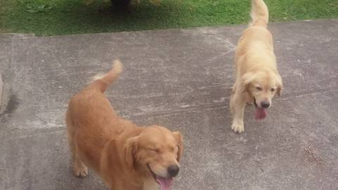 Animal encontrado no bairro Mina Do Mato