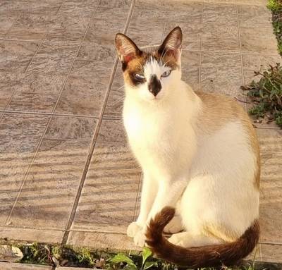 Gato desaparecido em Criciúma 