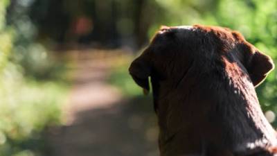 Homem é preso por maus-tratos de cachorro em Orleans