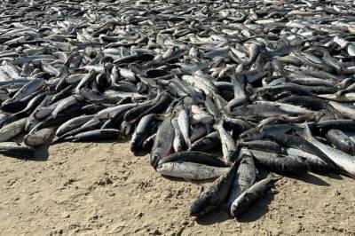 Pesca da tainha: mais de 60% da cota extra para o Litoral Sul de SC foi capturada