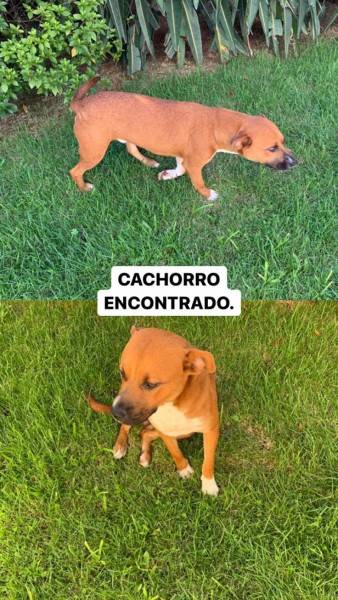 Animal encontrado no bairro Cruzeiro Do Sul