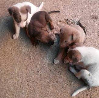 Cachorrinhos precisam de um lar