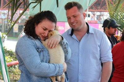 Animais de rua são adotados em feira de adoção 