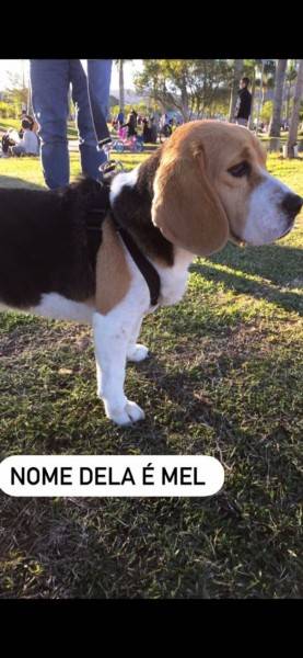 Procura-se Mel 