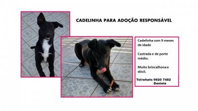 Animal para doação - Pretinha
