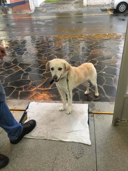 Animal encontrado no bairro Centro