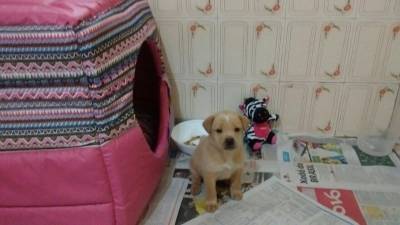Animal para doação - Filhote