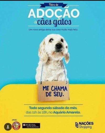 Feira de ação de animais acontece neste sábado em Criciúma