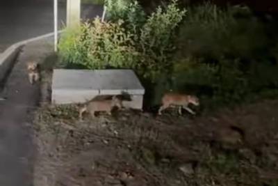 Homem que abandonou oito cães é identificado e pode receber até cinco anos de prisão