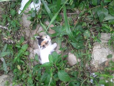 Animal para doação - Gatinha 