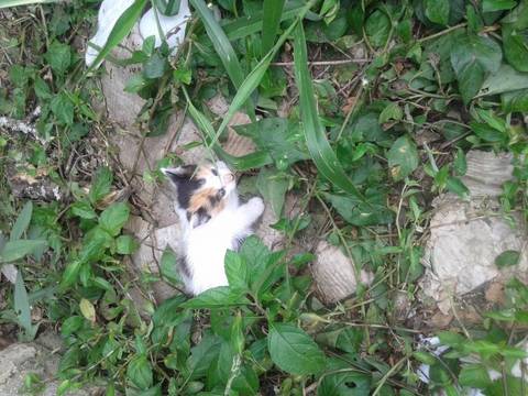 Animal para doação - Gatinha 