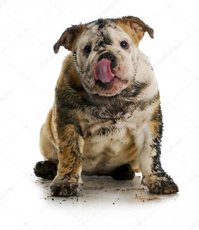 Por que cães se esfregam em material em decomposição?